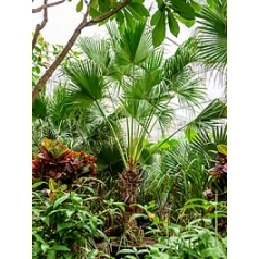 Ливистона chinensis стебель Диаметр горшка — 80 см Высота растения — 475 см