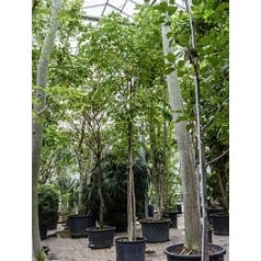 Миллетия Леуканта стебель Диаметр горшка — 90 см Высота растения — 700 см