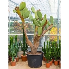 Опунция indica branched Диаметр горшка — 70 см Высота растения — 240 см