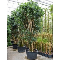 Плеомел (нолина-драцена) song of jamaica branched (425-475) Диаметр горшка — 80 см Высота растения — 425 см