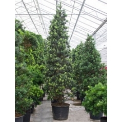 Подокарпус (Многоплодник) macrophyllus пирамида Диаметр горшка — 70 см Высота растения — 500 см