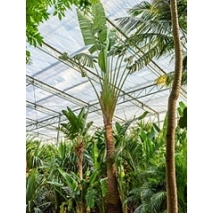 Равенала мадагаскарская стебель Диаметр горшка — 115 см Высота растения — 900 см