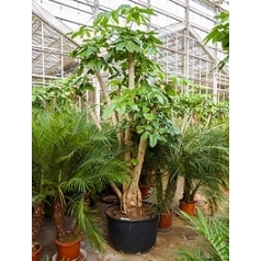 Шеффлера amate branched (300-350) Диаметр горшка — 80 см Высота растения — 300 см