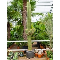 Эхинопсис (кактус) terscheckii branched Диаметр горшка — 60 см Высота растения — 350 см