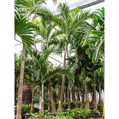 Пальма Вейчия Адонидия merrillii 2-стебель (550-600) Диаметр горшка — 95 см Высота растения — 600 см