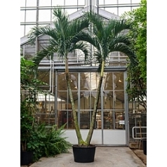 Пальма Вейчия Адонидия merrillii 2-стебель Диаметр горшка — 95 см Высота растения — 550 см