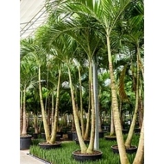 Пальма Вейчия Адонидия merrillii 2-стебель Диаметр горшка — 85 см Высота растения — 475 см