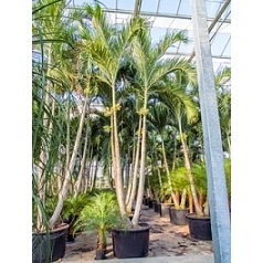 Пальма Вейчия Адонидия merrillii 2-стебель Диаметр горшка — 110 см Высота растения — 700 см