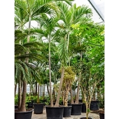 Пальма Вейчия Адонидия merrillii 2-стебель Диаметр горшка — 80 см Высота растения — 500 см