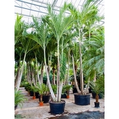Пальма Вейчия Адонидия merrillii 3-стебель Диаметр горшка — 95 см Высота растения — 500 см