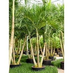 Пальма Вейчия Адонидия merrillii 3-стебель Диаметр горшка — 120 см Высота растения — 550 см