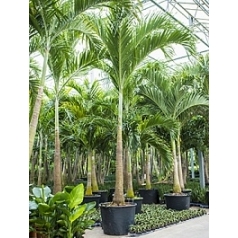 Пальма Вейчия Адонидия merrillii стебель (180-220) Диаметр горшка — 70 см Высота растения — 475 см
