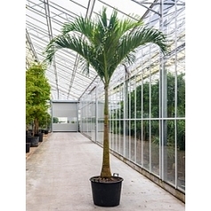 Пальма Вейчия Адонидия merrillii стебель (425-450) Диаметр горшка — 55 см Высота растения — 425 см