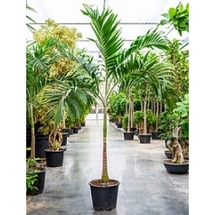 Пальма Вейчия Адонидия merrillii стебель Диаметр горшка — 60 см Высота растения — 375 см