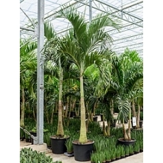 Пальма Вейчия Адонидия merrillii стебель Диаметр горшка — 65 см Высота растения — 425 см