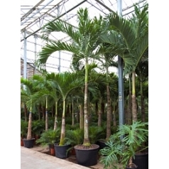 Пальма Вейчия Адонидия merrillii стебель Диаметр горшка — 80+ см Высота растения — 525 см