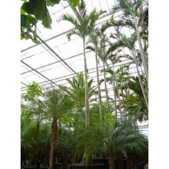 Пальма Вейчия Адонидия merrillii стебель Диаметр горшка — 95+ см Высота растения — 750 см