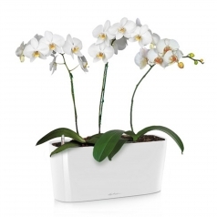 Орхидея Фаленопсис + DELTA 20
